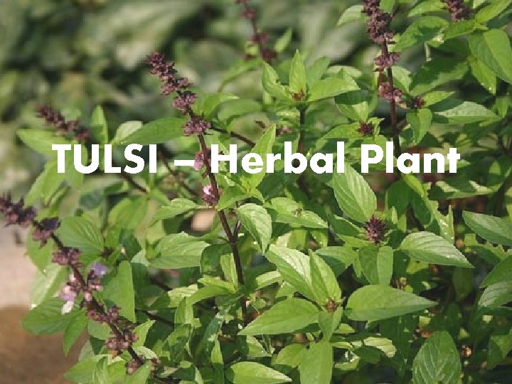 TULSI – Herbal Plant 