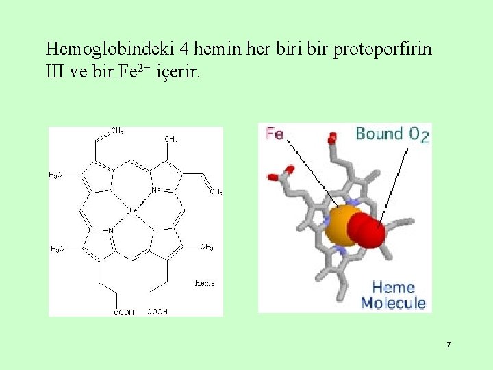 Hemoglobindeki 4 hemin her biri bir protoporfirin III ve bir Fe 2+ içerir. 7
