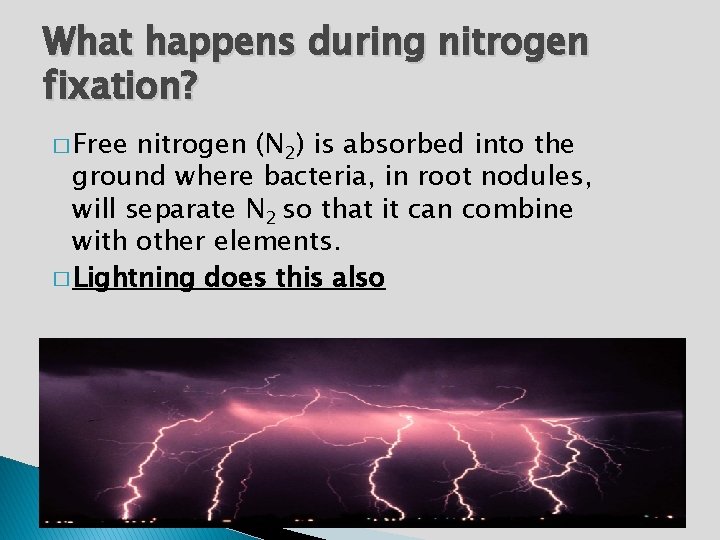 What happens during nitrogen fixation? � Free nitrogen (N 2) is absorbed into the