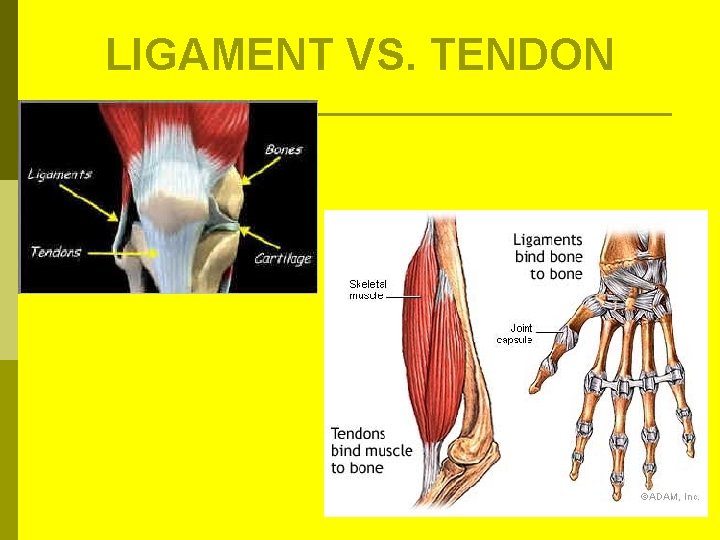 LIGAMENT VS. TENDON LIGAMENT VS. TENDON