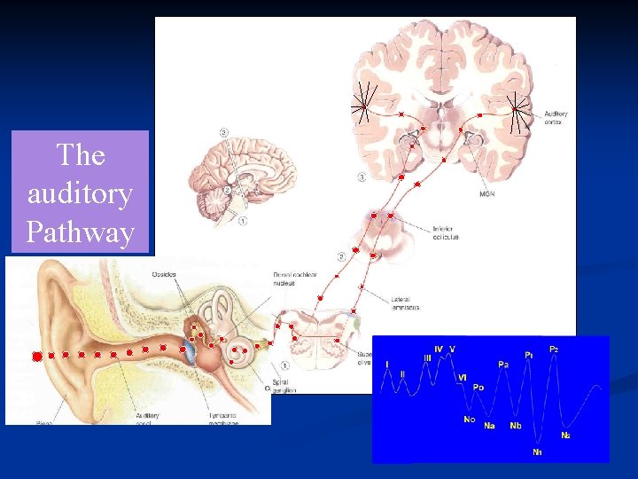 The auditory Pathway 2 The auditory Pathway 2