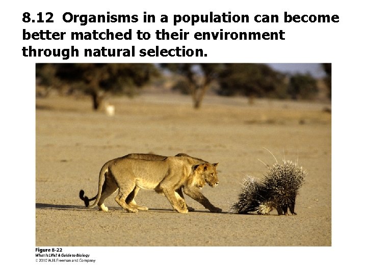 8. 12 Organisms in a population can become better matched to their environment through