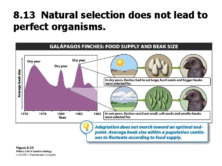 8. 13 Natural selection does not lead to perfect organisms. 