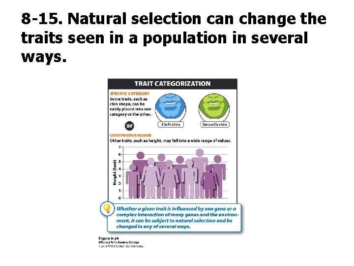 8 -15. Natural selection can change the traits seen in a population in several