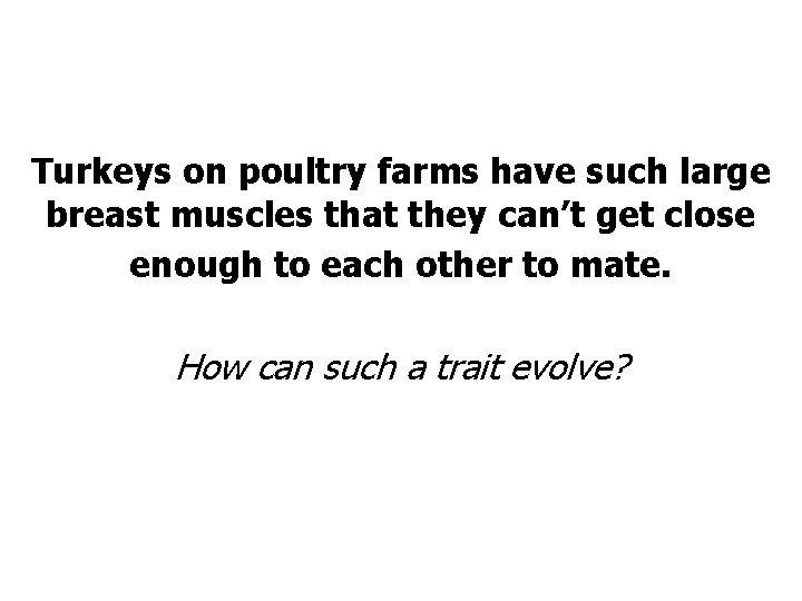 Turkeys on poultry farms have such large breast muscles that they can’t get close