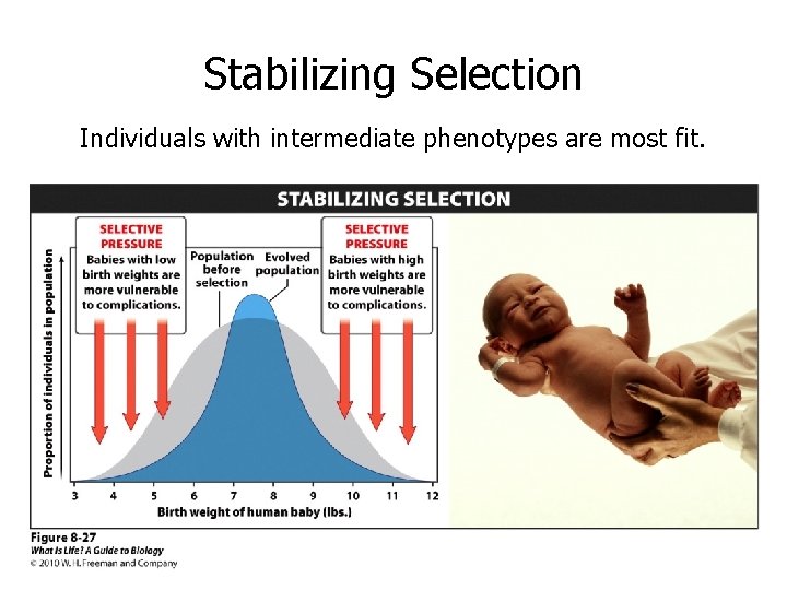 Stabilizing Selection Individuals with intermediate phenotypes are most fit. 