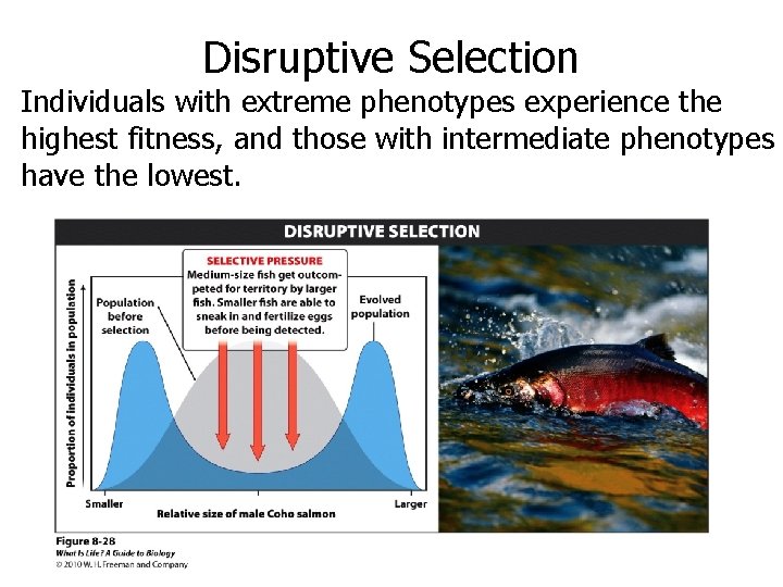 Disruptive Selection Individuals with extreme phenotypes experience the highest fitness, and those with intermediate