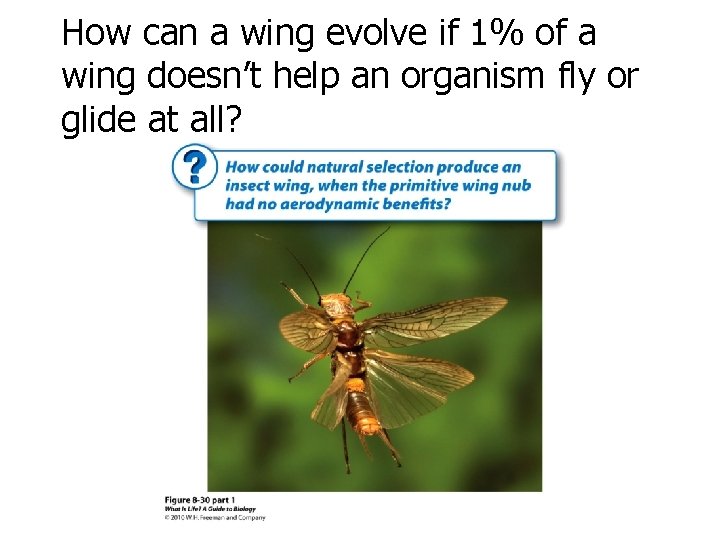 How can a wing evolve if 1% of a wing doesn’t help an organism