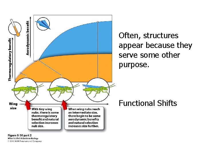 Often, structures appear because they serve some other purpose. Functional Shifts 