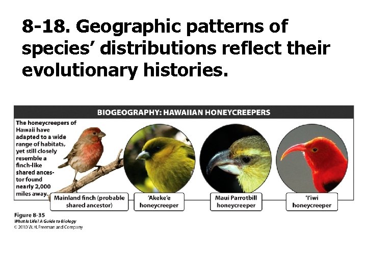 8 -18. Geographic patterns of species’ distributions reflect their evolutionary histories. 