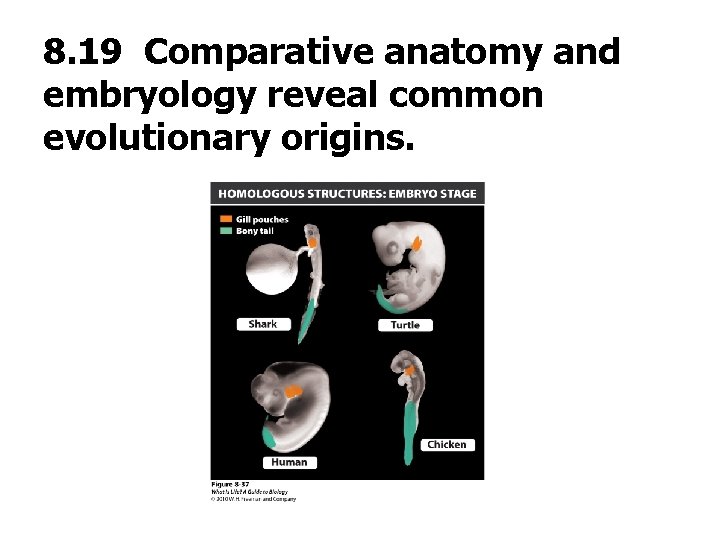 8. 19 Comparative anatomy and embryology reveal common evolutionary origins. 