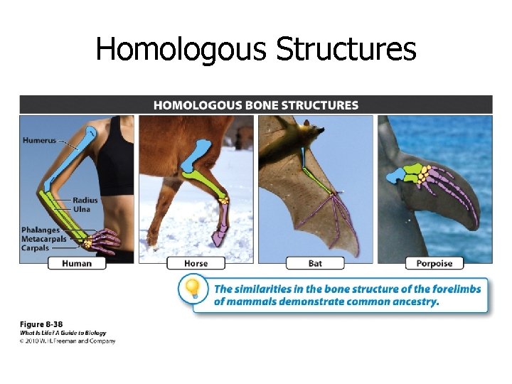 Homologous Structures 