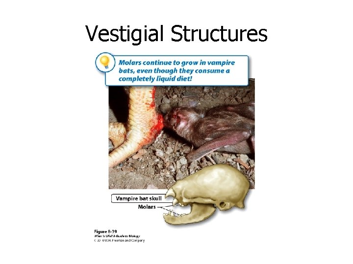 Vestigial Structures 