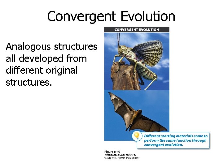 Convergent Evolution Analogous structures all developed from different original structures. 