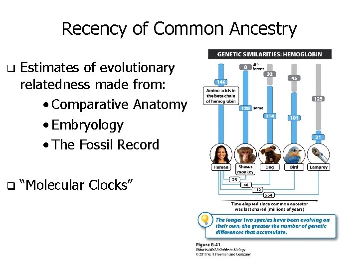 Recency of Common Ancestry q Estimates of evolutionary relatedness made from: • Comparative Anatomy