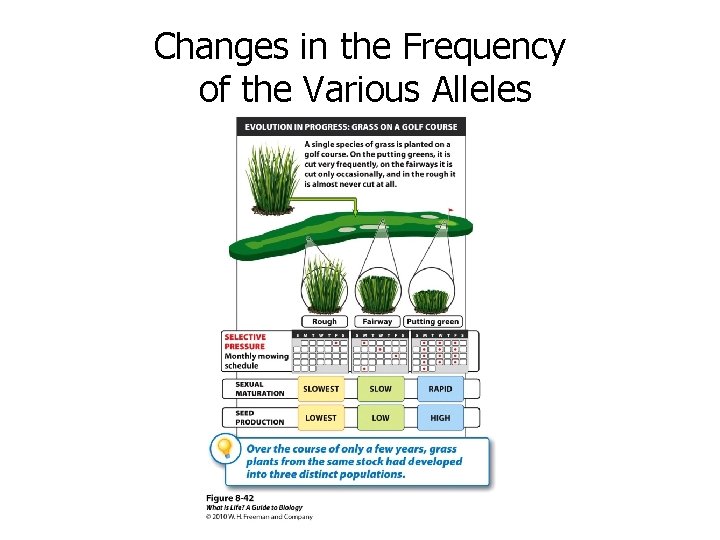 Changes in the Frequency of the Various Alleles 