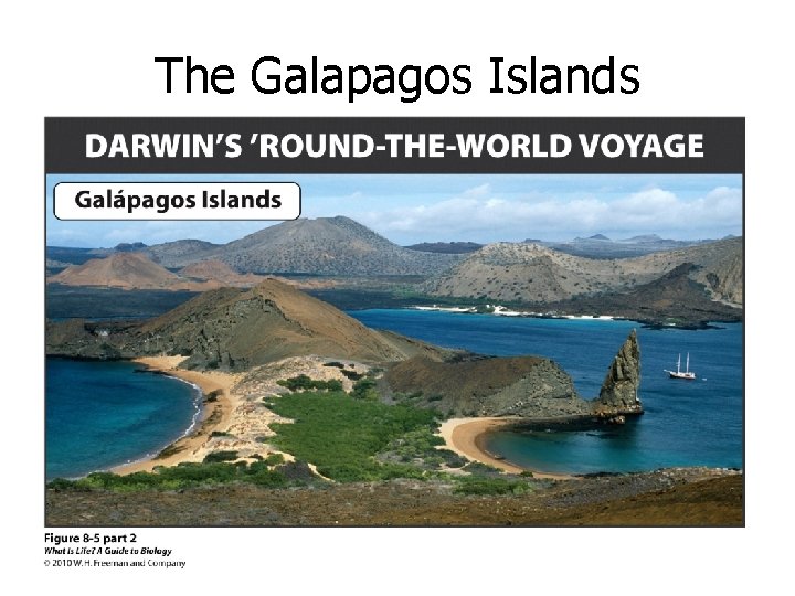 The Galapagos Islands 