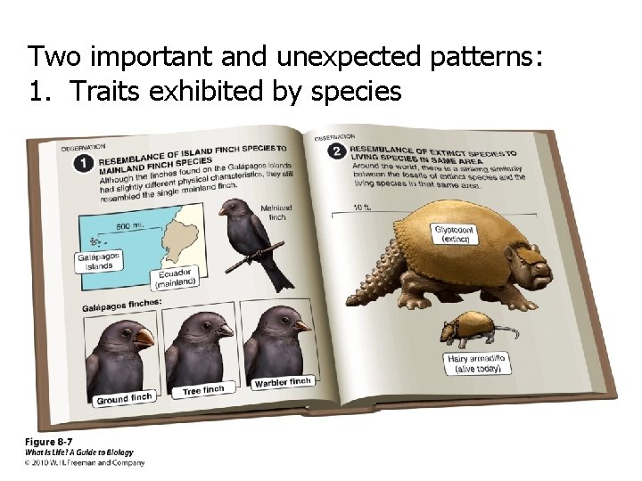 Two important and unexpected patterns: 1. Traits exhibited by species 