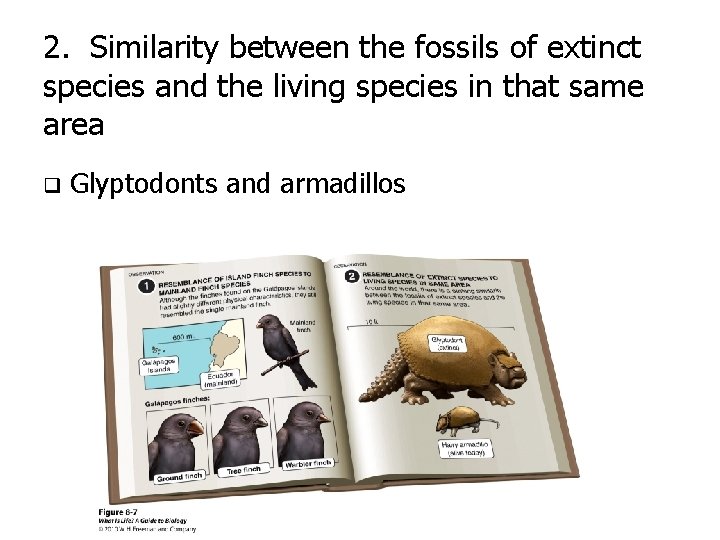 2. Similarity between the fossils of extinct species and the living species in that