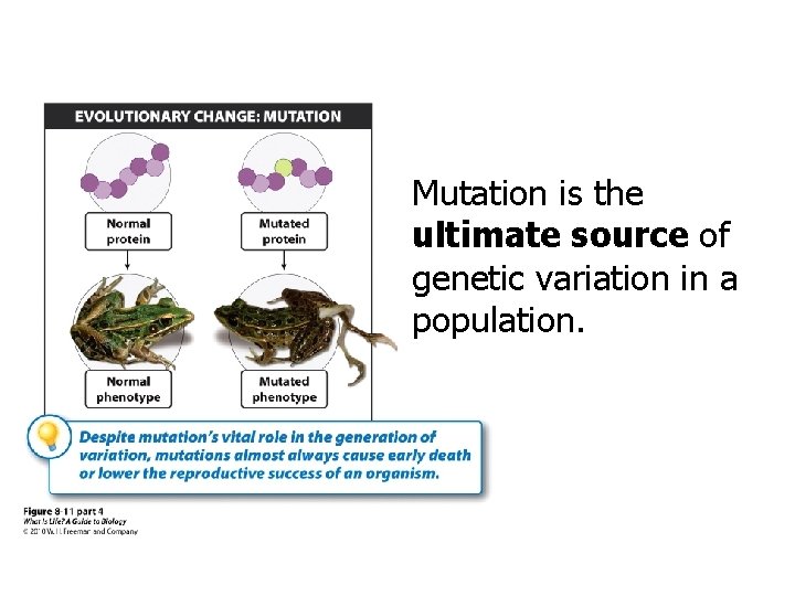 Mutation is the ultimate source of genetic variation in a population. 