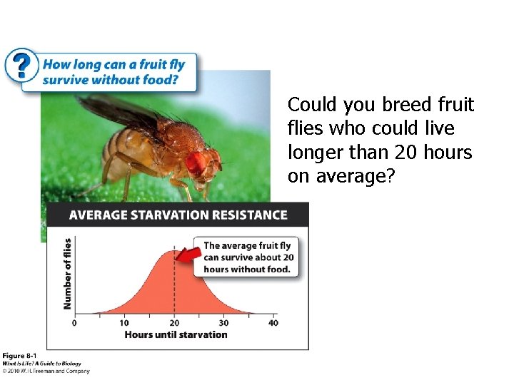 Could you breed fruit flies who could live longer than 20 hours on average?