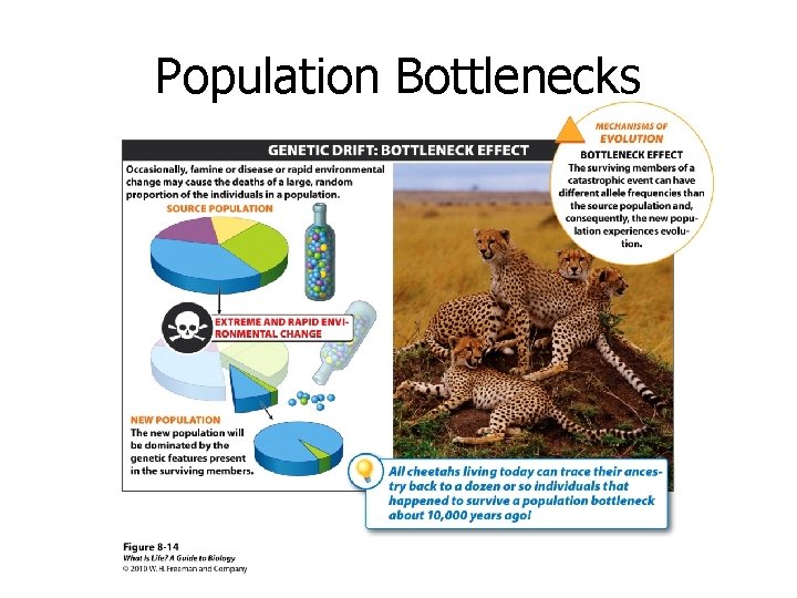 Population Bottlenecks 