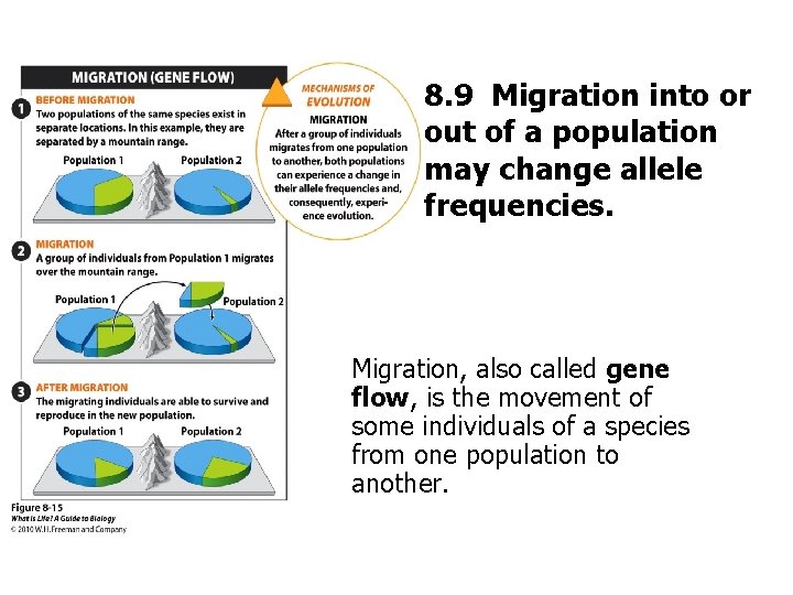 8. 9 Migration into or out of a population may change allele frequencies. Migration,