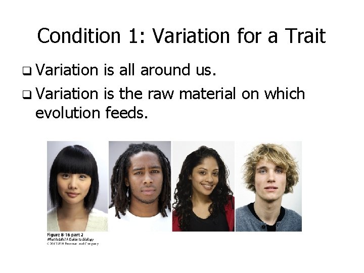 Condition 1: Variation for a Trait q Variation is all around us. q Variation