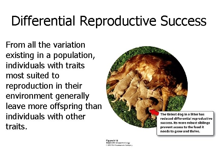 Differential Reproductive Success From all the variation existing in a population, individuals with traits