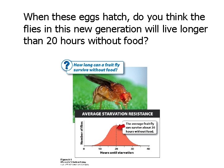 When these eggs hatch, do you think the flies in this new generation will