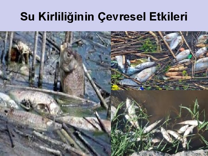 Su Kirliliğinin Çevresel Etkileri 25 