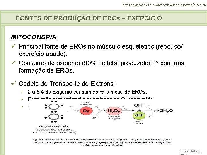 ESTRESSE OXIDATIVO, ANTIOXIDANTES E EXERCÍCIO FÍSICO FONTES DE PRODUÇÃO DE EROs – EXERCÍCIO MITOCÔNDRIA