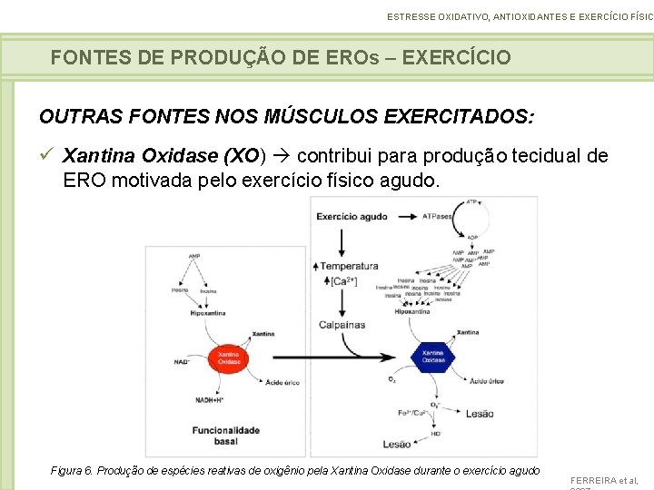 ESTRESSE OXIDATIVO, ANTIOXIDANTES E EXERCÍCIO FÍSICO FONTES DE PRODUÇÃO DE EROs – EXERCÍCIO OUTRAS