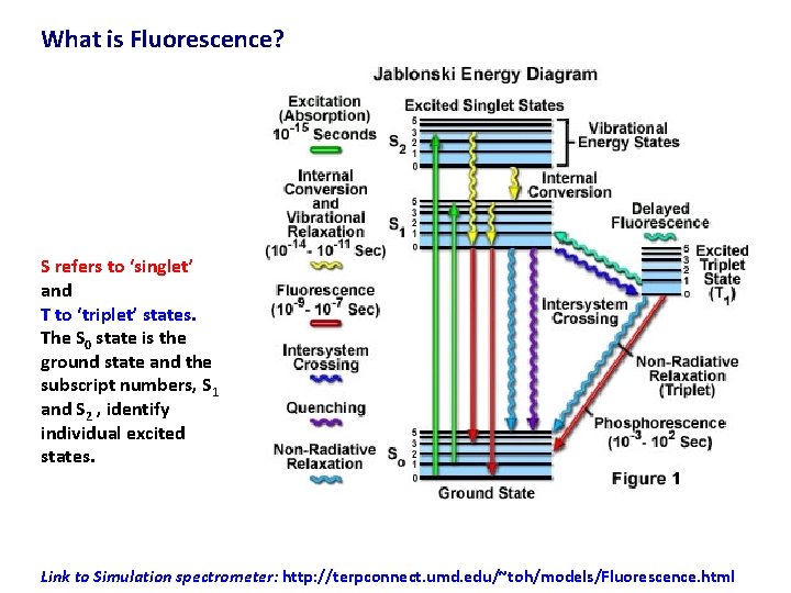 What is Fluorescence? S refers to ‘singlet’ and T to ‘triplet’ states. The S