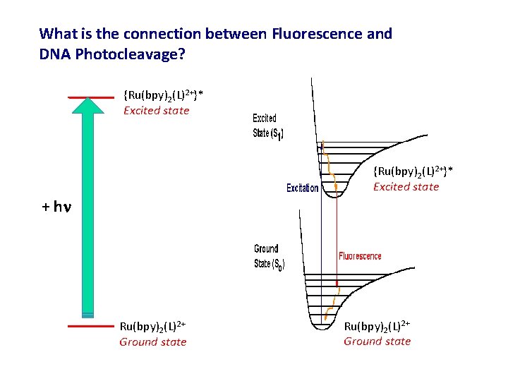 What is the connection between Fluorescence and DNA Photocleavage? {Ru(bpy)2(L)2+}* Excited state + hn
