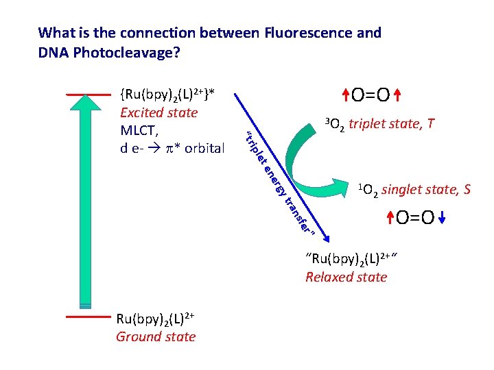 What is the connection between Fluorescence and DNA Photocleavage? O=O 3 O 2 triplet