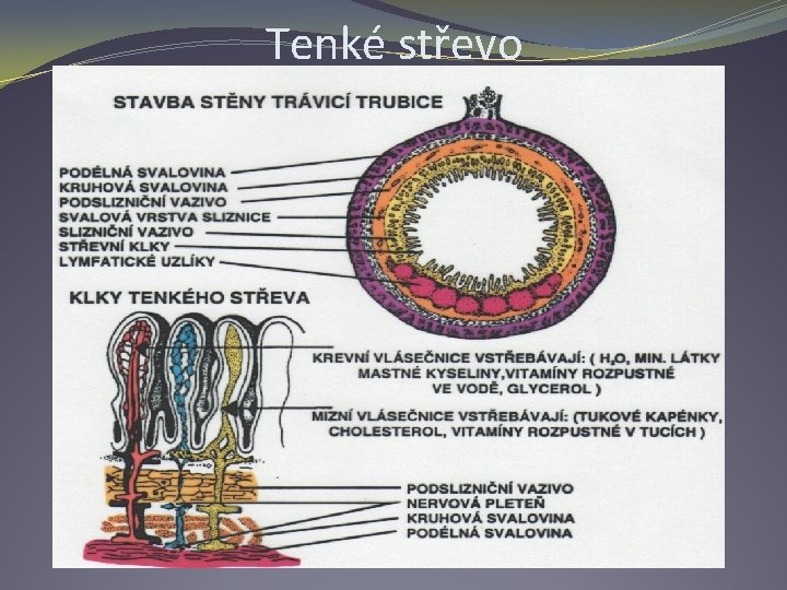 Tenké střevo 