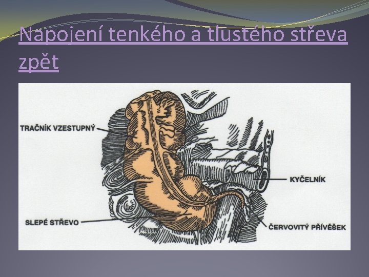 Napojení tenkého a tlustého střeva zpět 