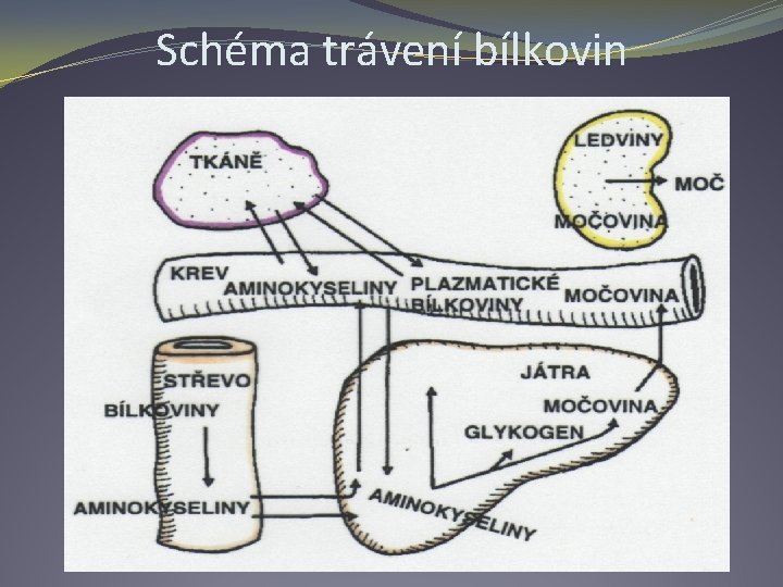 Schéma trávení bílkovin 