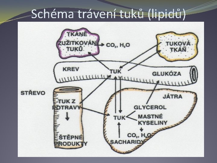 Schéma trávení tuků (lipidů) 