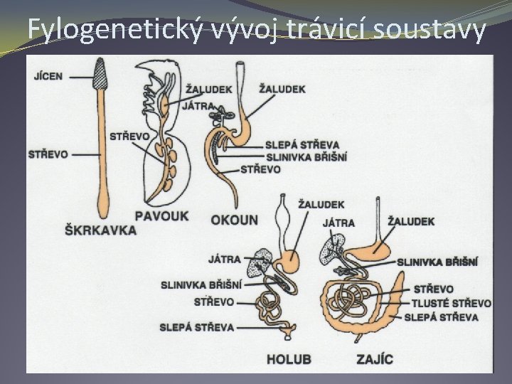 Fylogenetický vývoj trávicí soustavy 