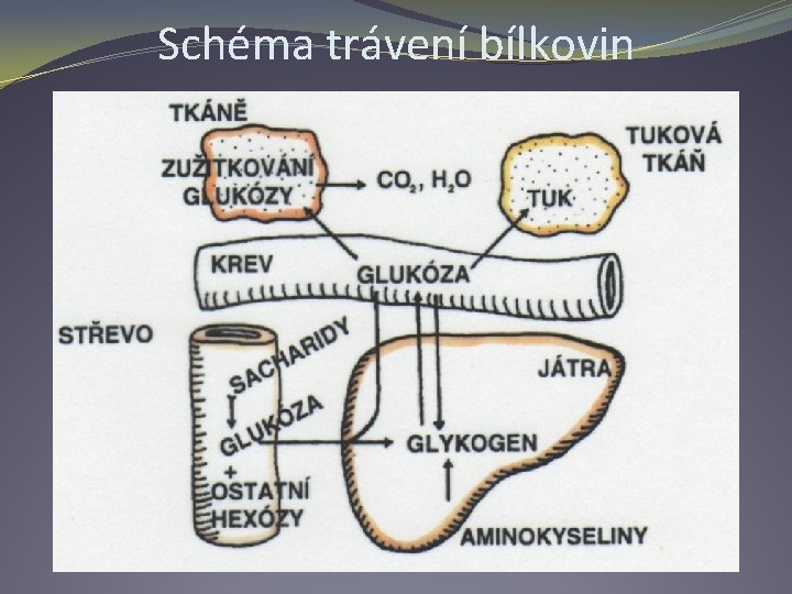 Schéma trávení bílkovin 