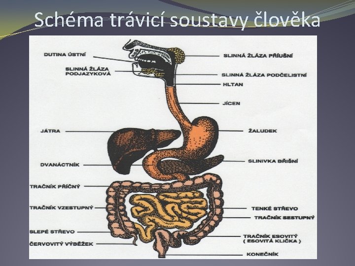 Schéma trávicí soustavy člověka 