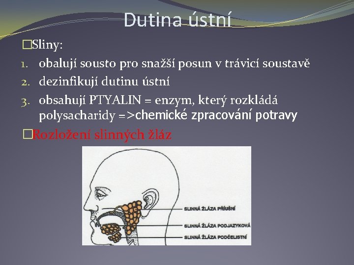 Dutina ústní �Sliny: 1. obalují sousto pro snažší posun v trávicí soustavě 2. dezinfikují