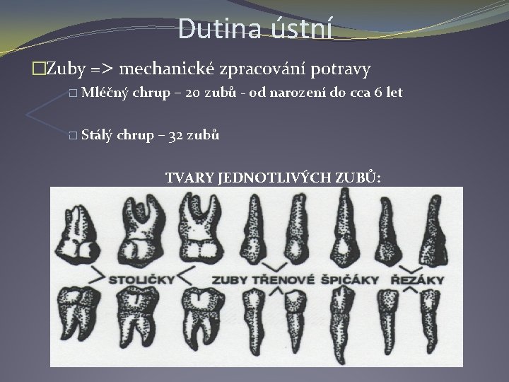 Dutina ústní �Zuby =˃ mechanické zpracování potravy � Mléčný chrup – 20 zubů -