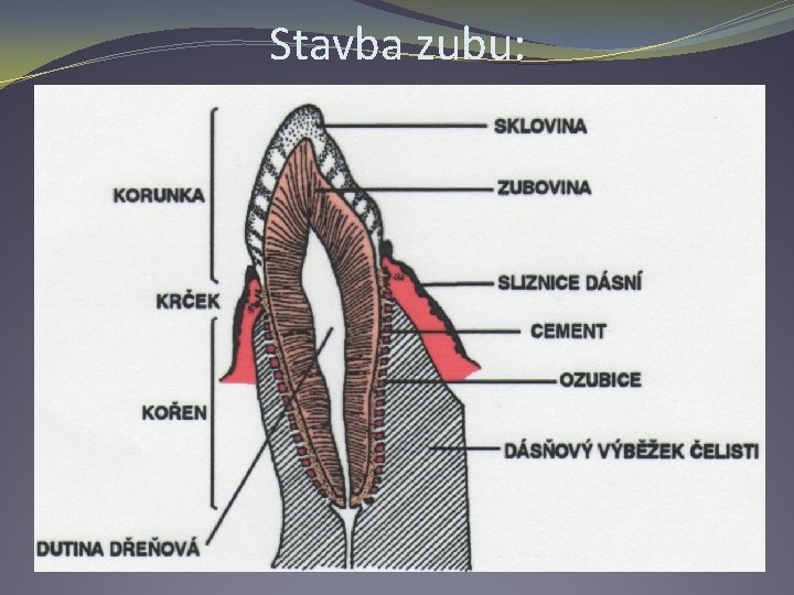 Stavba zubu: 