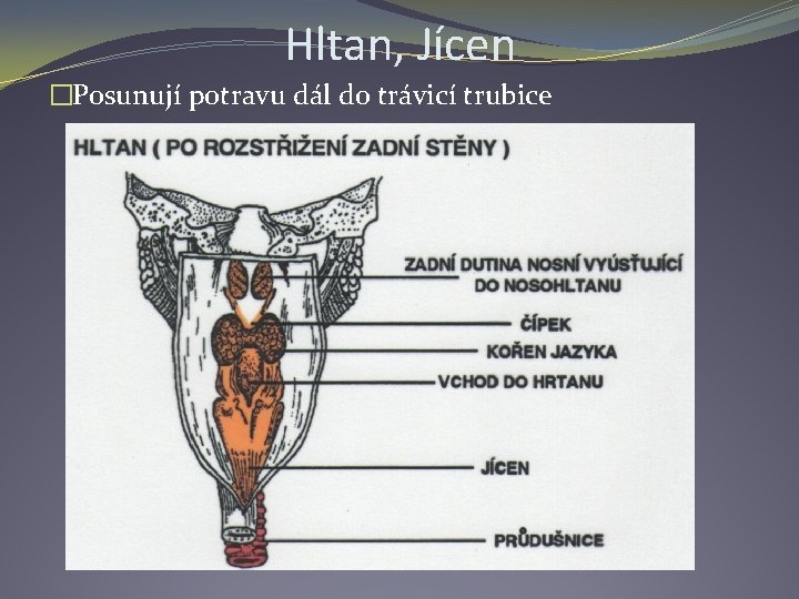 Hltan, Jícen �Posunují potravu dál do trávicí trubice 