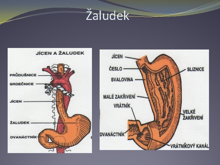 Žaludek 