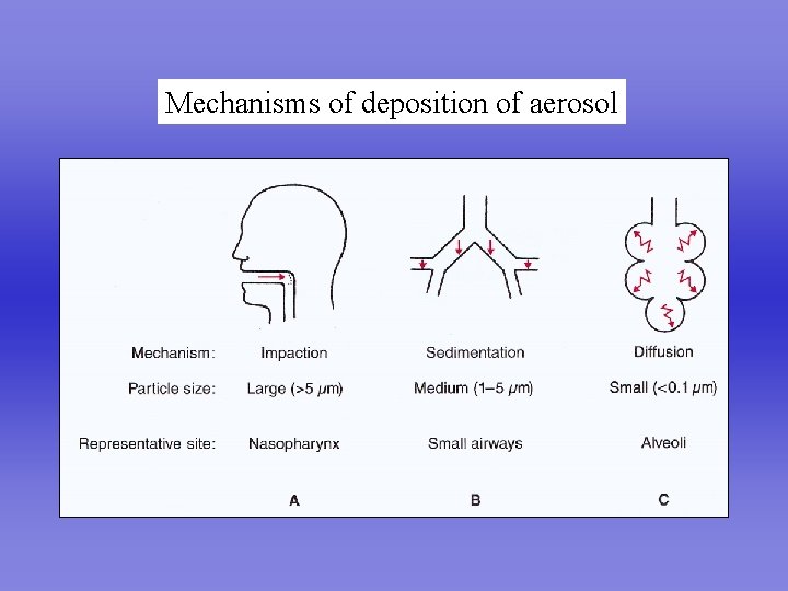 Mechanisms of deposition of aerosol Perfect Lung 