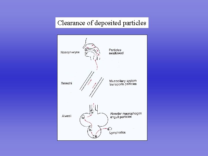 Clearance of deposited particles 